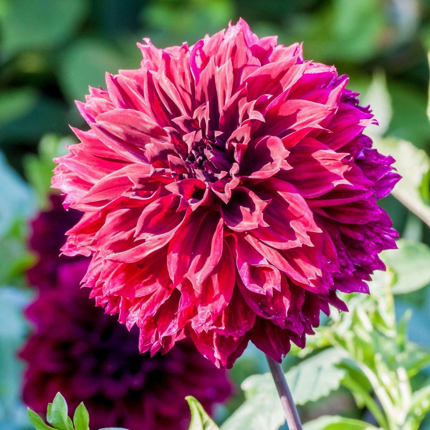 Dahlie ‘Dark Fubuki’ - Dahlia